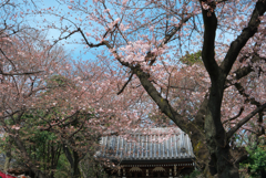 法明寺の桜