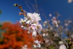 新宿御苑2017　秋咲きの桜