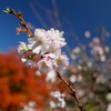 新宿御苑2017　秋咲きの桜