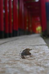 根津神社で