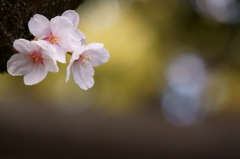 さくら・サクラ・桜・SAKURA