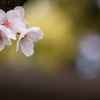 さくら・サクラ・桜・SAKURA