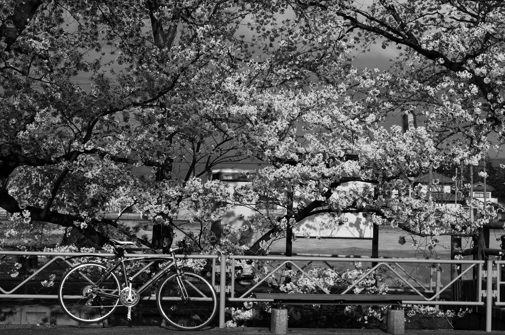 休日は自転車で…