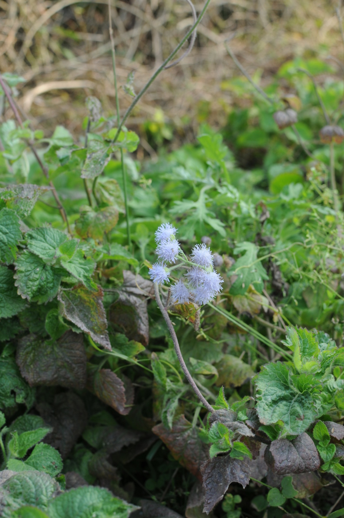 The Himalayan Kathmandu & Pokhara, Nepal