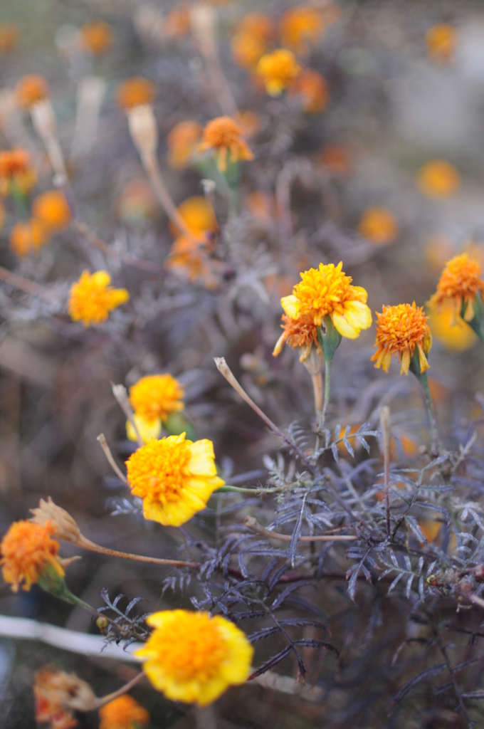 The Himalayan Kathmandu & Pokhara, Nepal