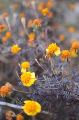 The Himalayan Kathmandu & Pokhara, Nepal