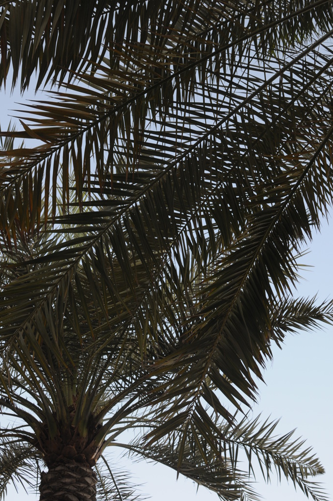 dsc_5070_21077523214_o