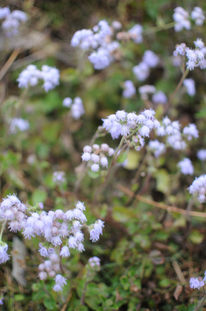 The Himalayan Kathmandu & Pokhara, Nepal