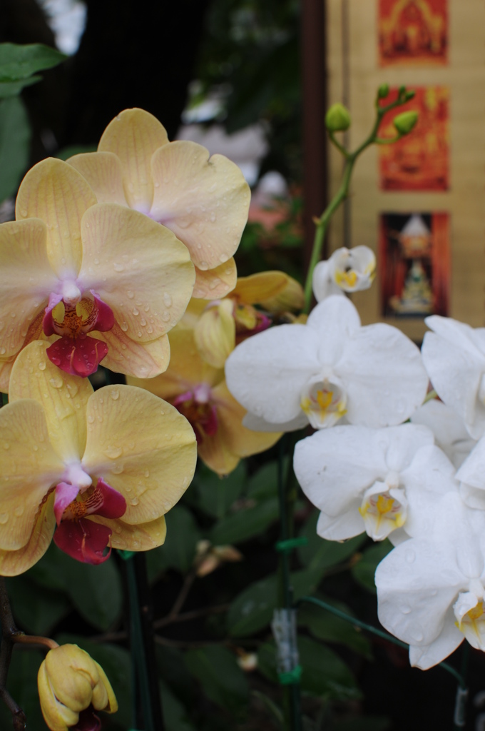 dsc_5349_21314339218_o