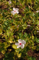 dsc_4864_21513255549_o