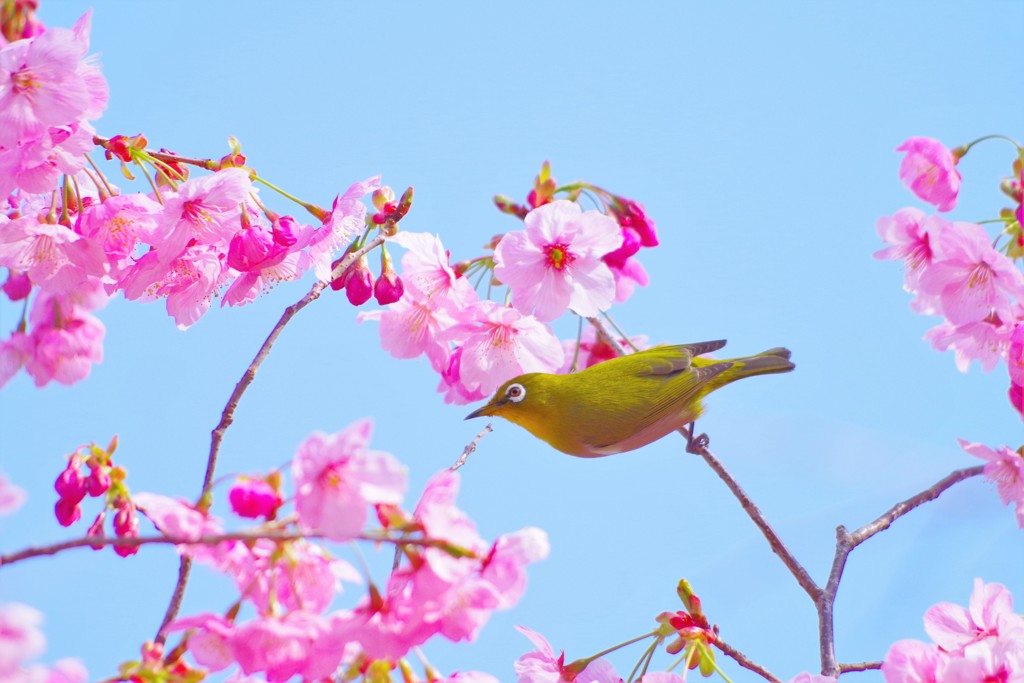 陽光