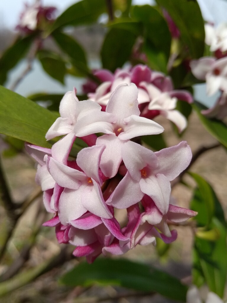 春の香り
