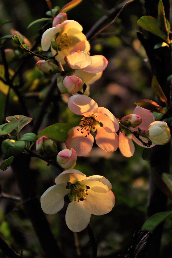 ボケの花