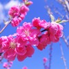 花桃が咲く丘