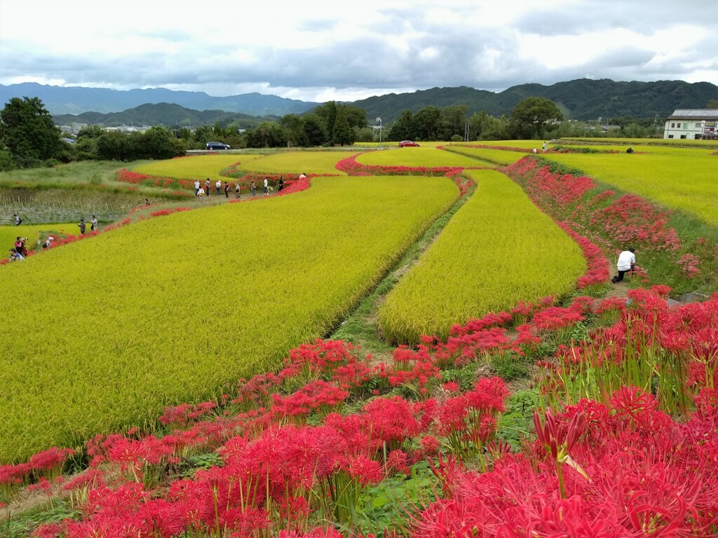 赤い縁取り