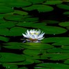 睡蓮10　開花宣言