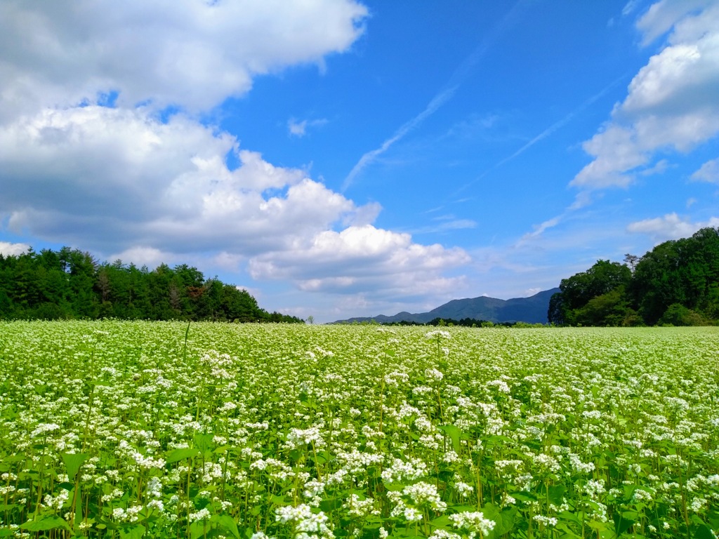 そばの花