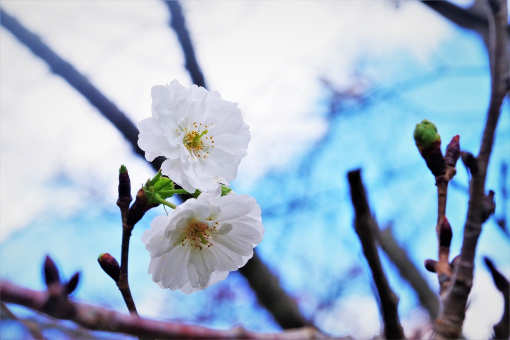 秋にも咲く桜