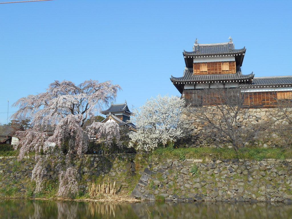 しだれ桜