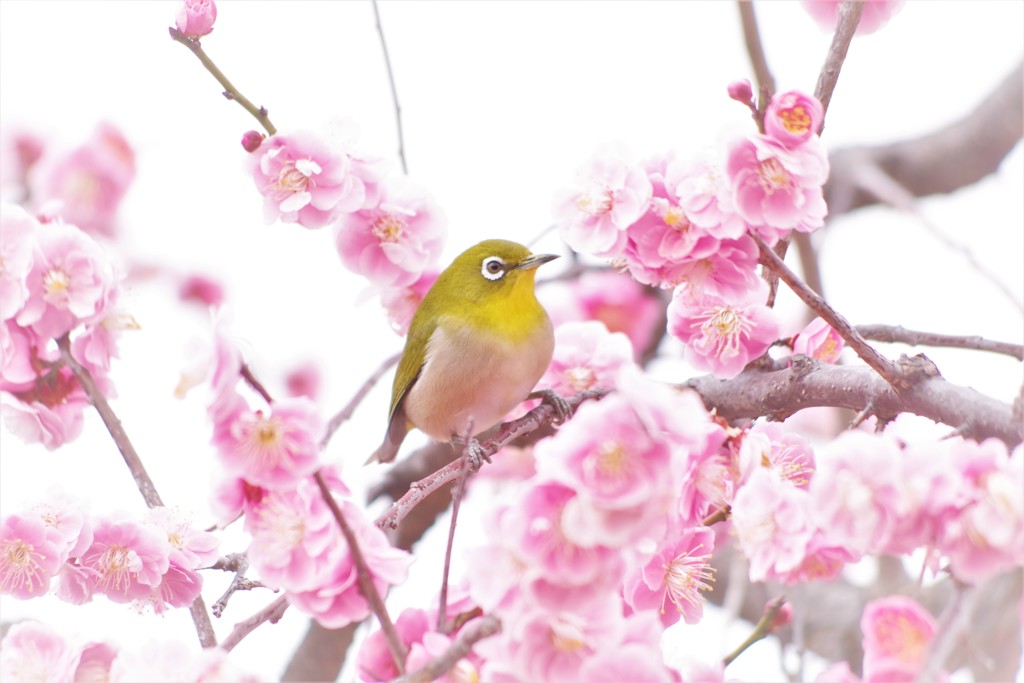 ウメジロー 2019