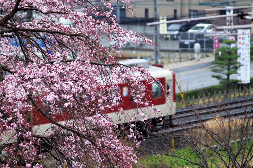 枝垂れ桜、見てますか？