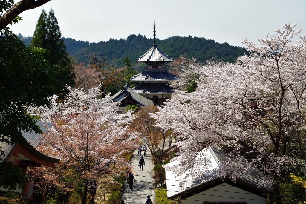 御所桜 ～吉野山～