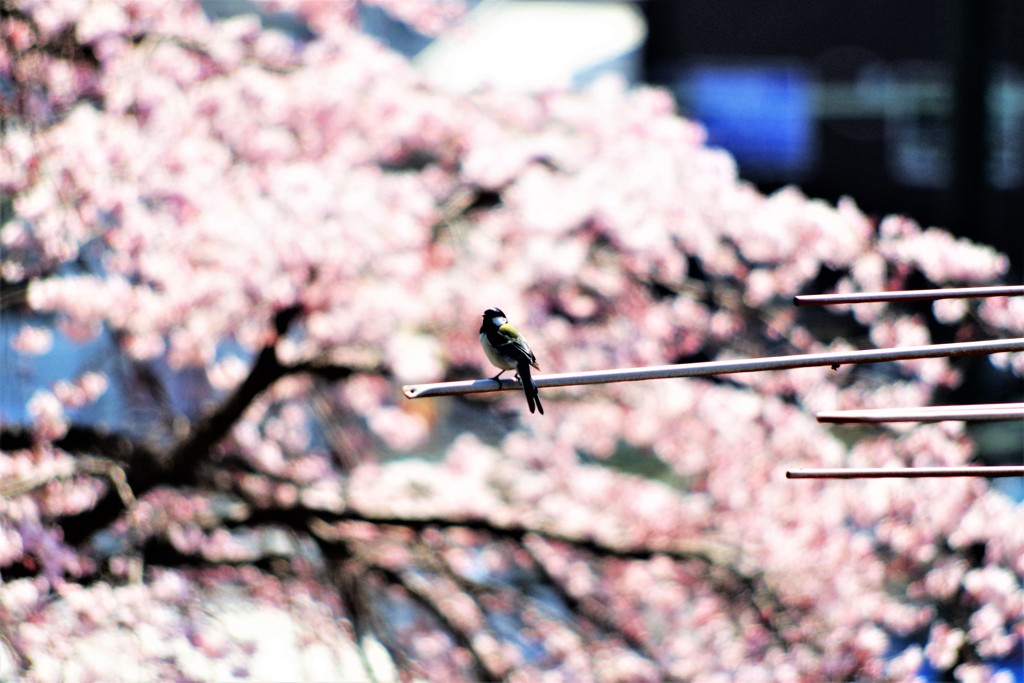 シジュウカラのお花見