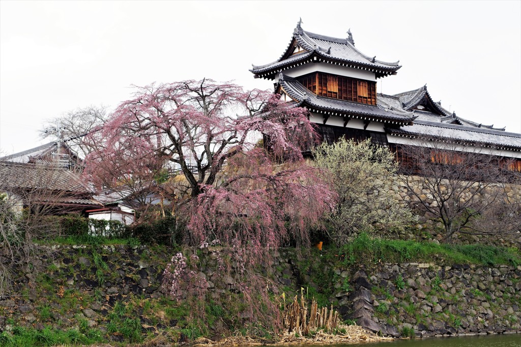 枝垂れ桜は咲き始め－郡山城跡－