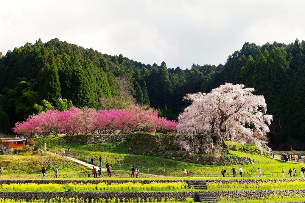 又兵衛桜