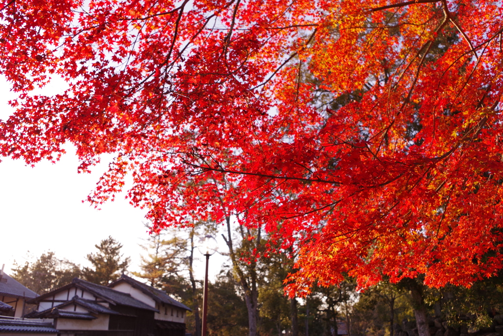 紅葉 －赤いカーテン－