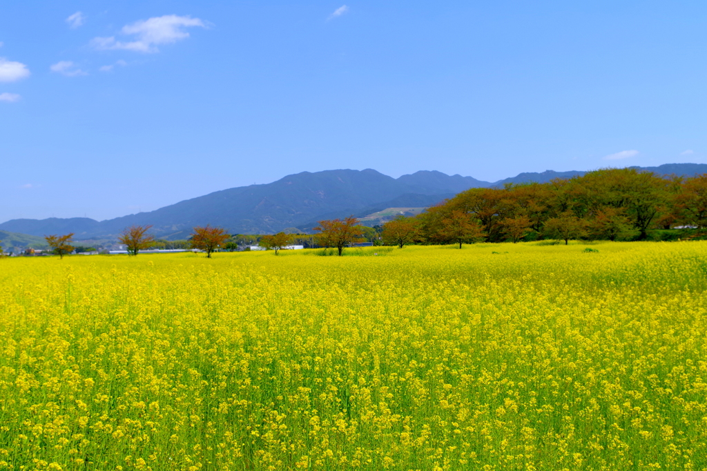 菜の花に囲まれて…