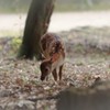 もうすぐ会えるよ！