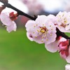 杏（アンズ）