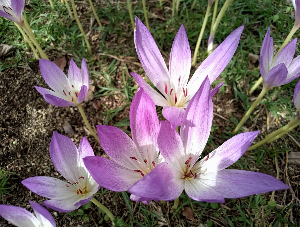 「この花、なんていう名前？」