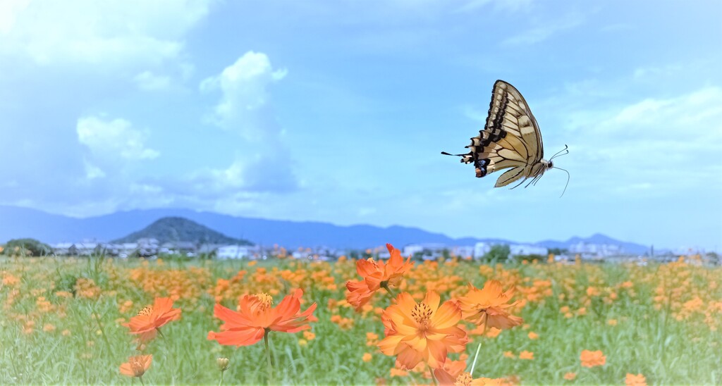 夏空に舞う