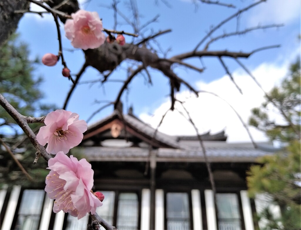 春は遠いのか近いのか