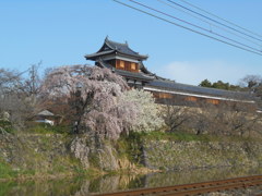 しだれ桜