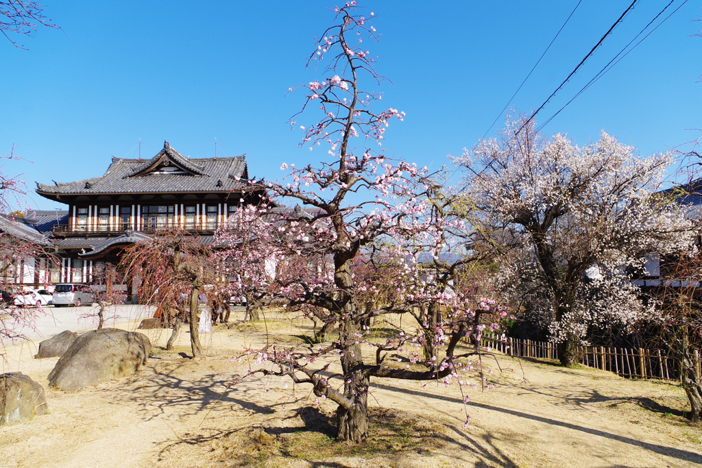 郡山城跡の梅 ～本日の開花状況～