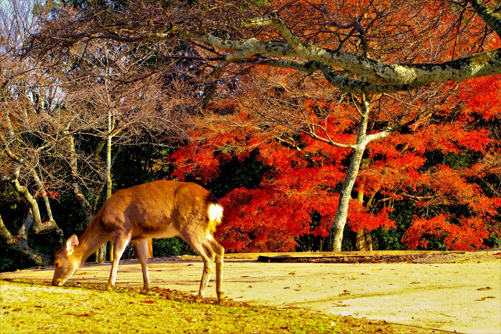 鹿も愛でる秋の奈良