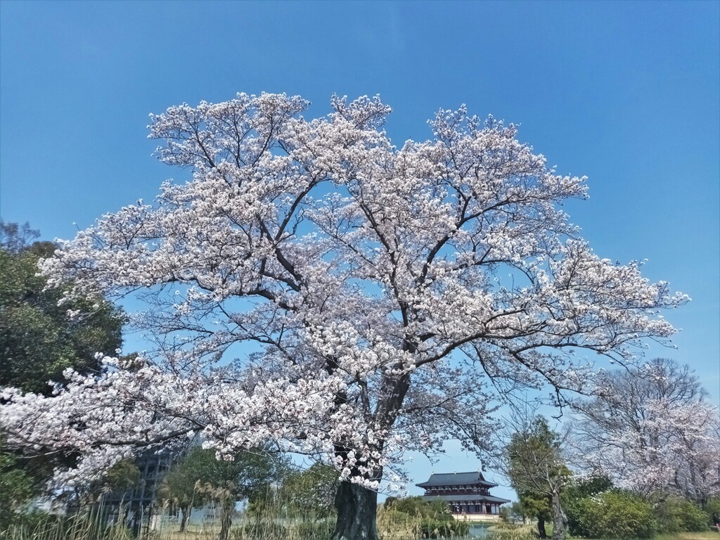 平城（なら）の桜