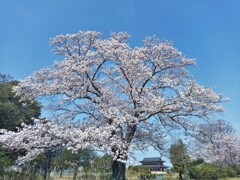 平城（なら）の桜