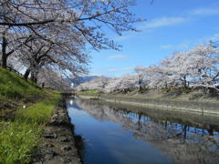 水面に映る桜