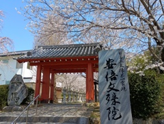 桜～安倍晴明ゆかりの地にて～