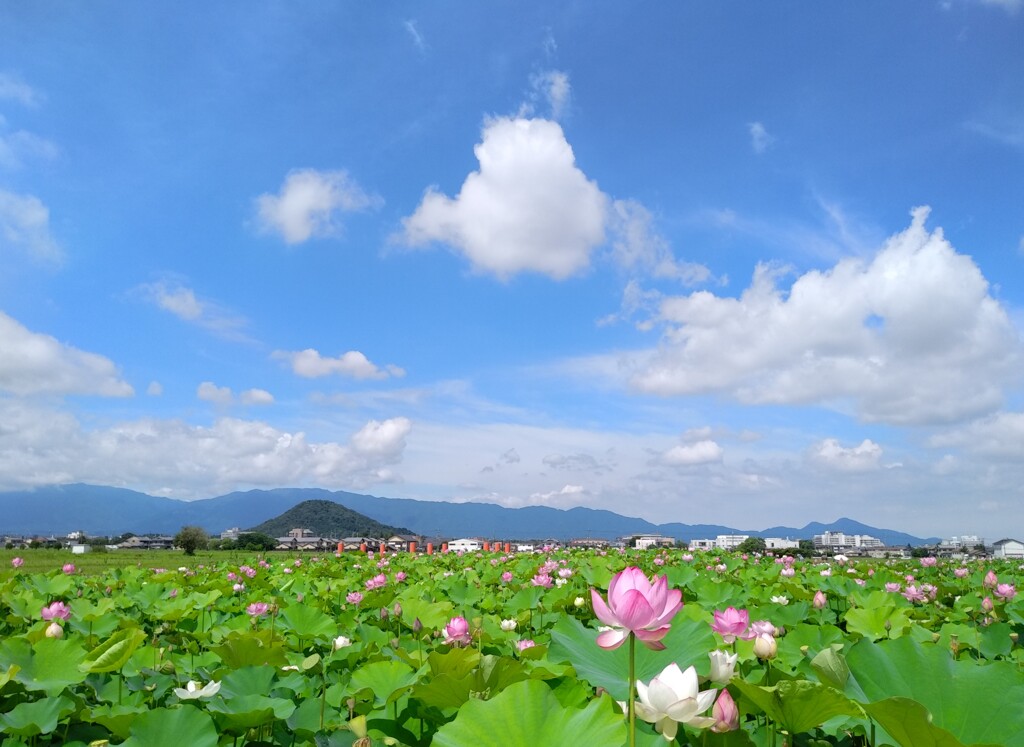 梅雨の晴れ間に…