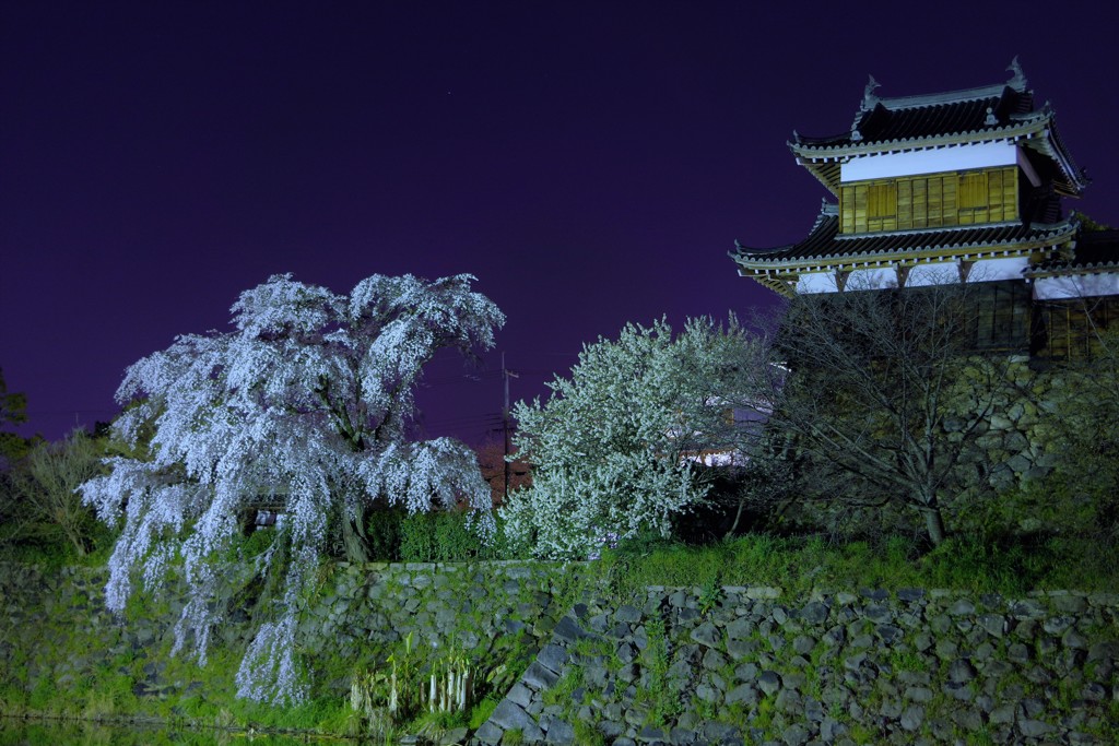 しだれ夜桜