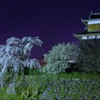 しだれ夜桜