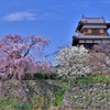 郡山城跡にも、春が来た♡