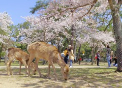 奈良公園の春