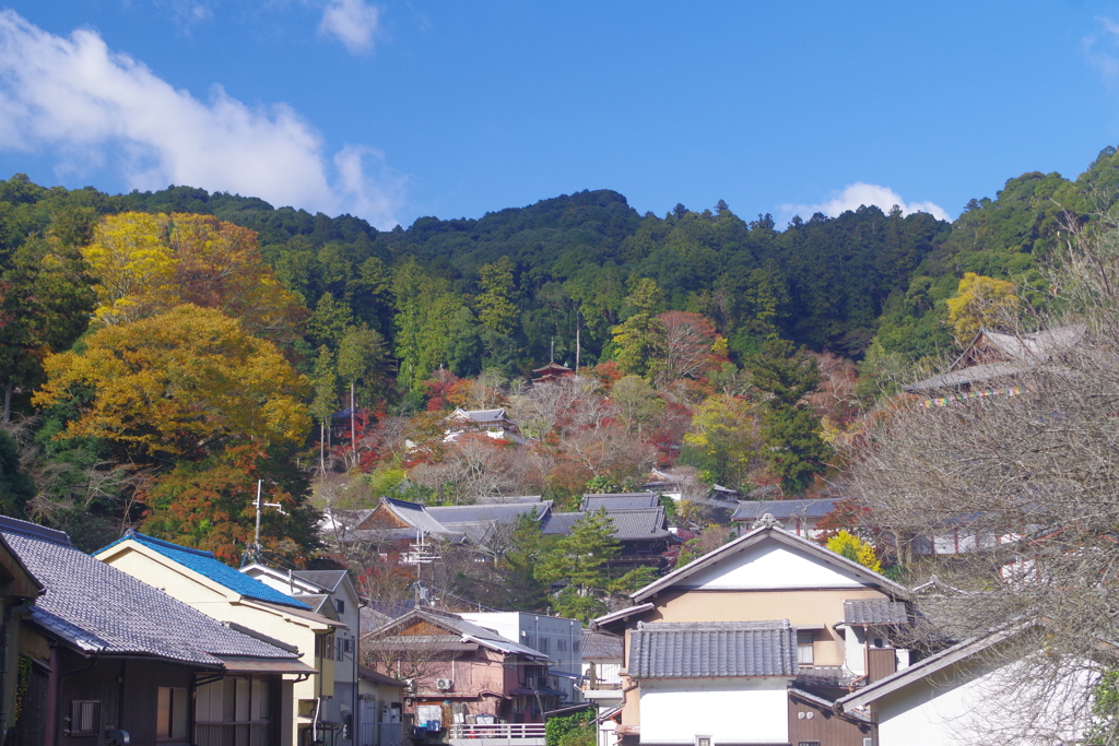 長谷寺を見上げれば…