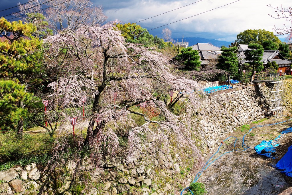 郡山城跡の桜 ～しだれ桜①～